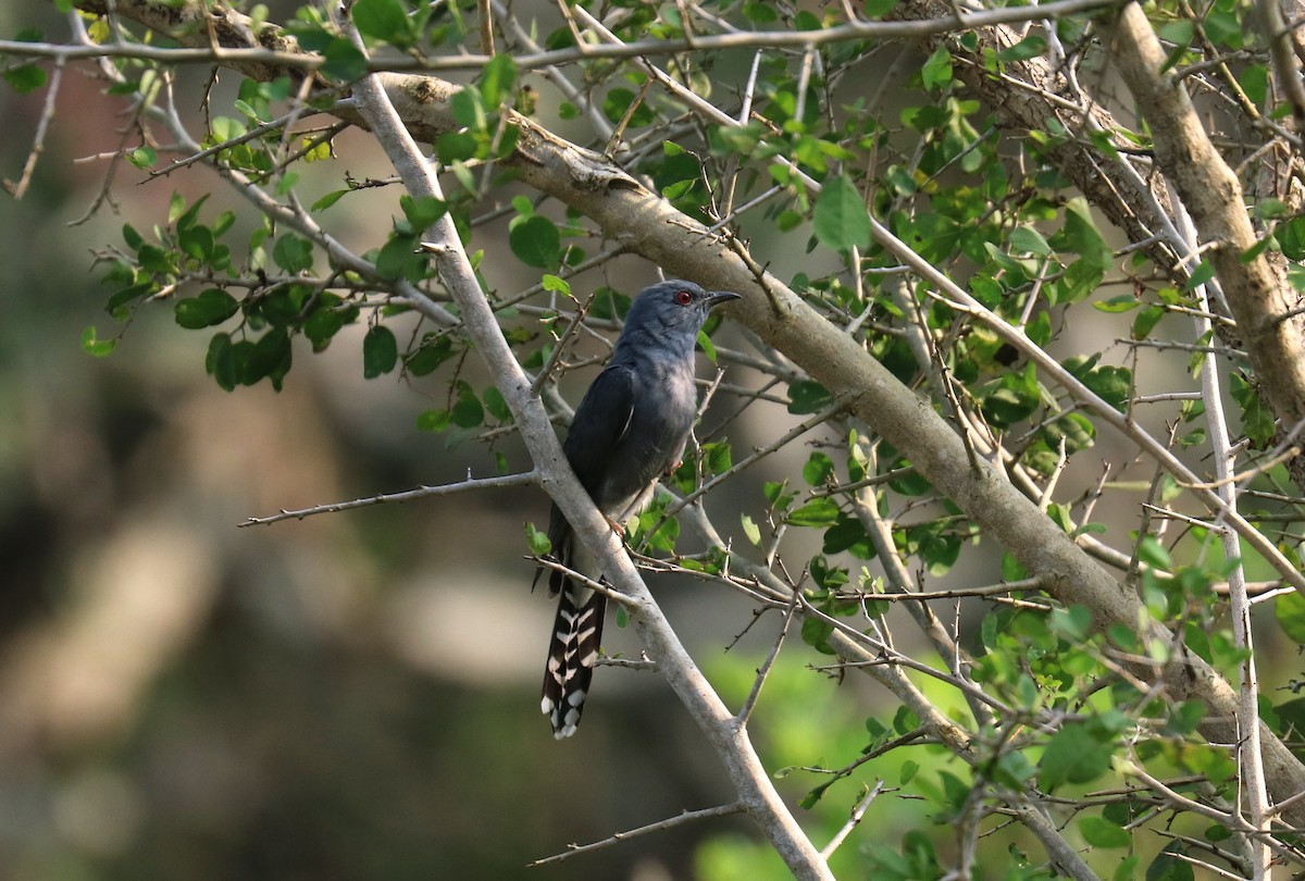 Gray-bellied Cuckoo - Arun George