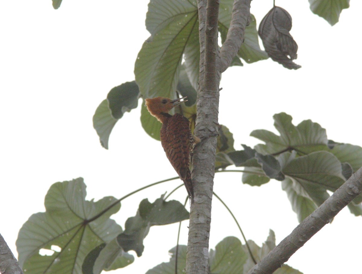 Ringed Woodpecker (Amazonian Black-breasted) - ML415735431