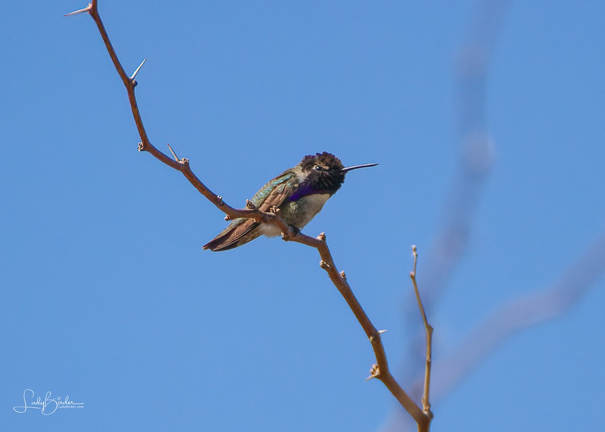 Costa's Hummingbird - ML415739611
