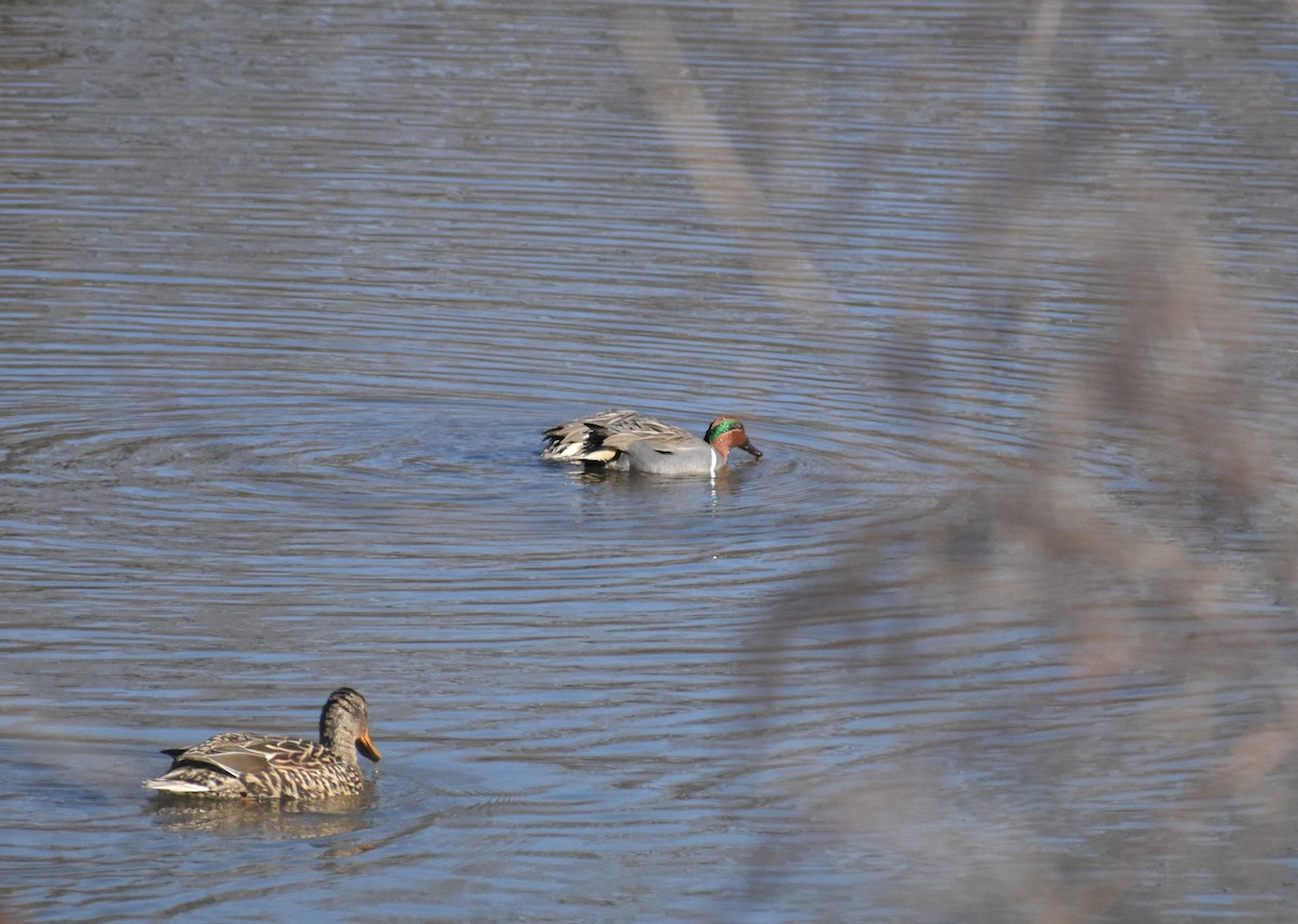Green-winged Teal - ML415742001