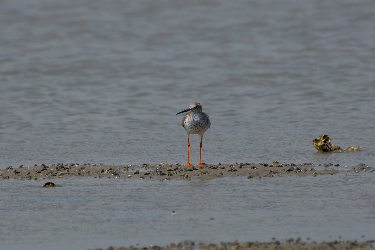 Common/Spotted Redshank - ML415746131