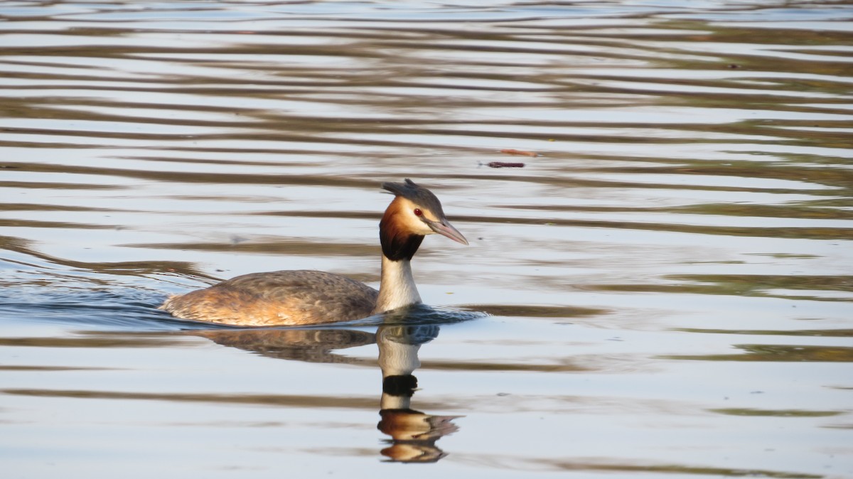 Great Crested Grebe - ML415747361