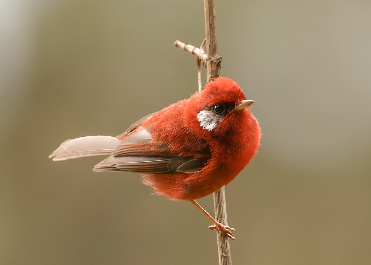 Red Warbler (White-cheeked) - ML415755091