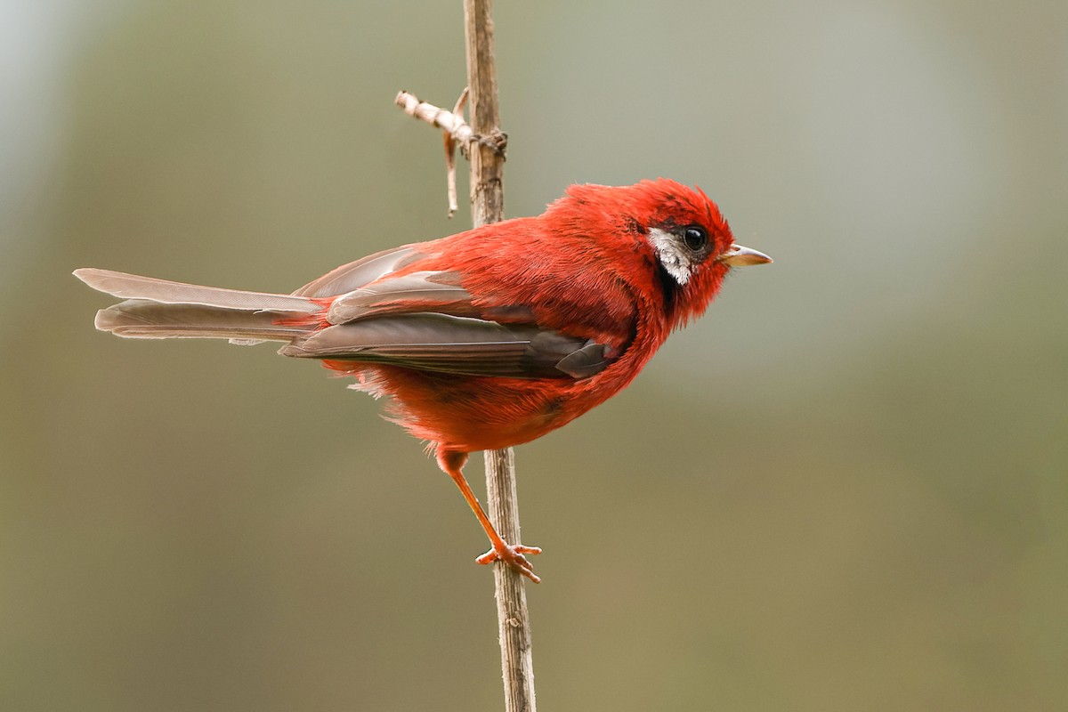 Red Warbler (White-cheeked) - ML415755571
