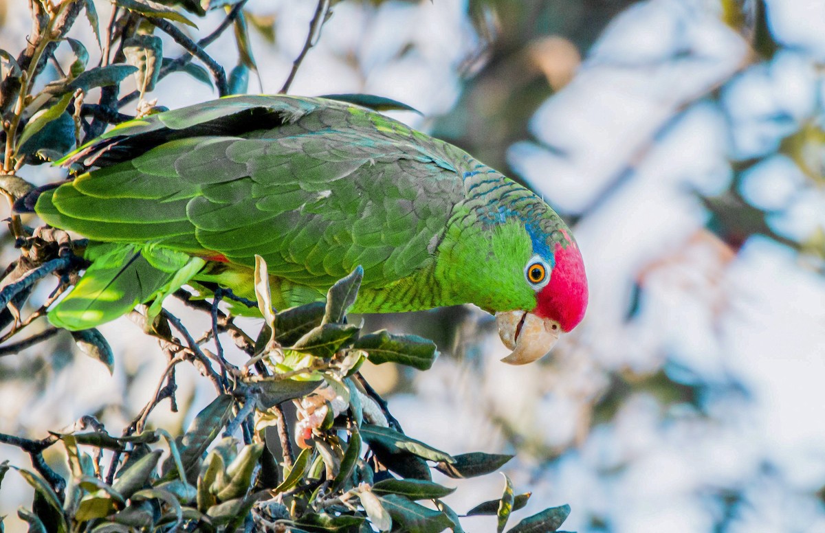 Red-crowned Parrot - Braxton Landsman