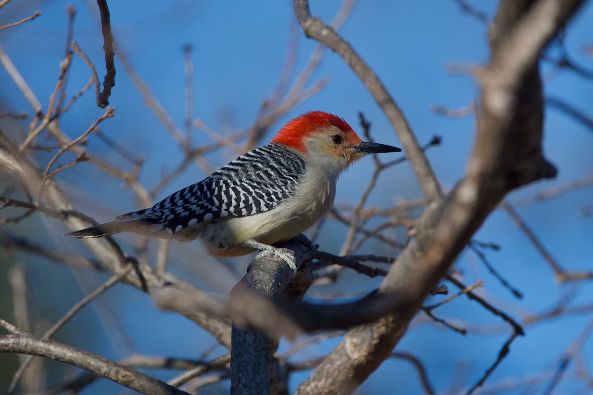 Red-bellied Woodpecker - Matt DuRoss