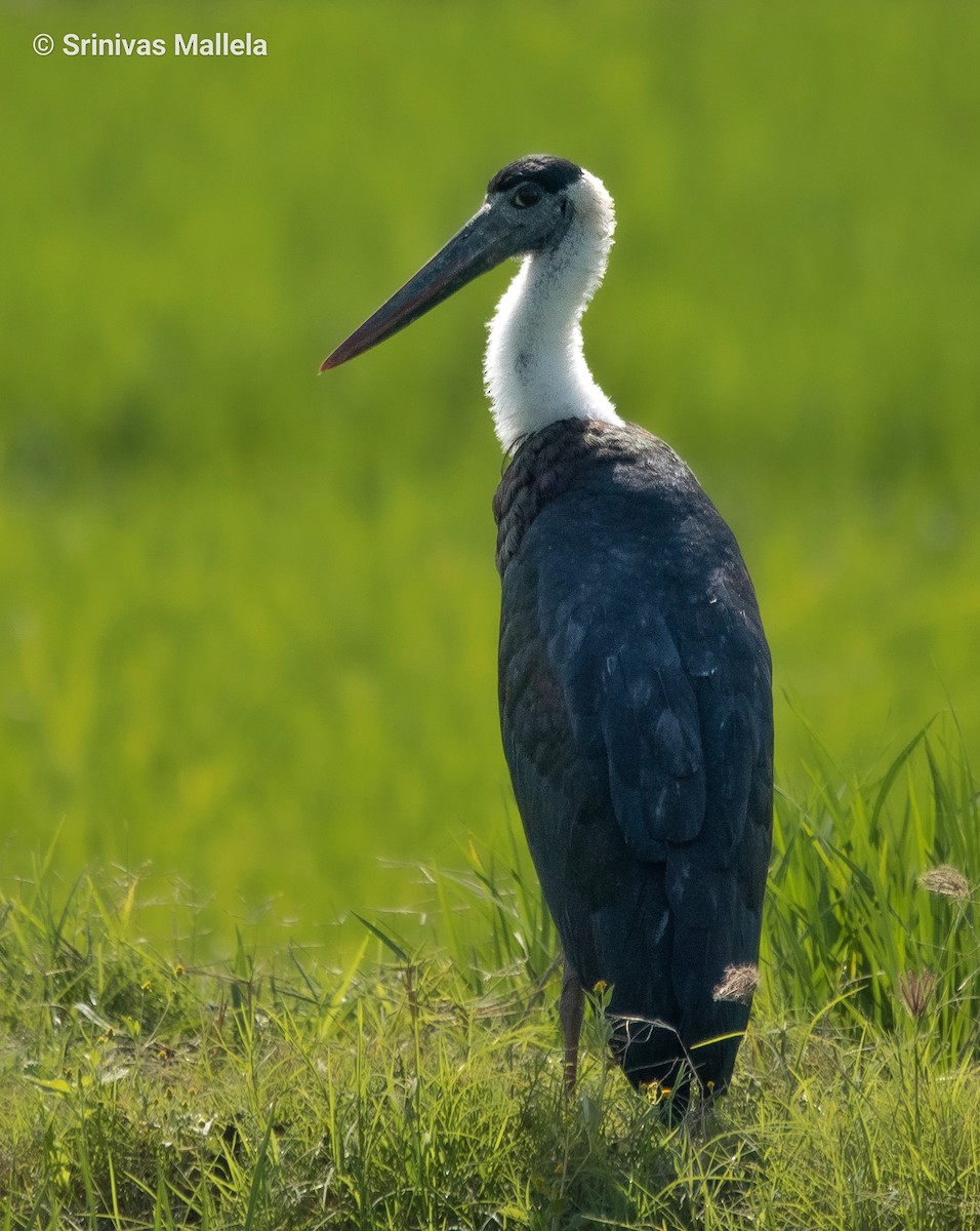 Asian Woolly-necked Stork - Srinivas Mallela