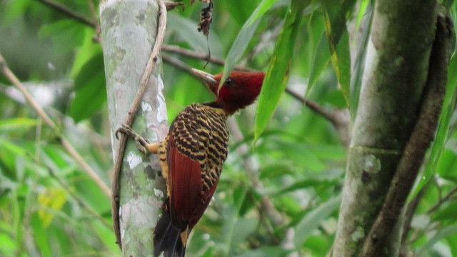 Rufous-headed Woodpecker - ML415767491
