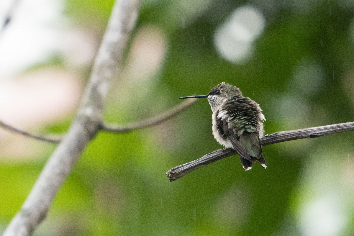 Ruby-throated Hummingbird - Joey Negreann