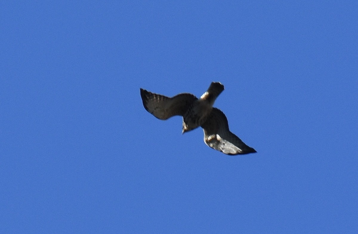 Broad-winged Hawk - ML41576841