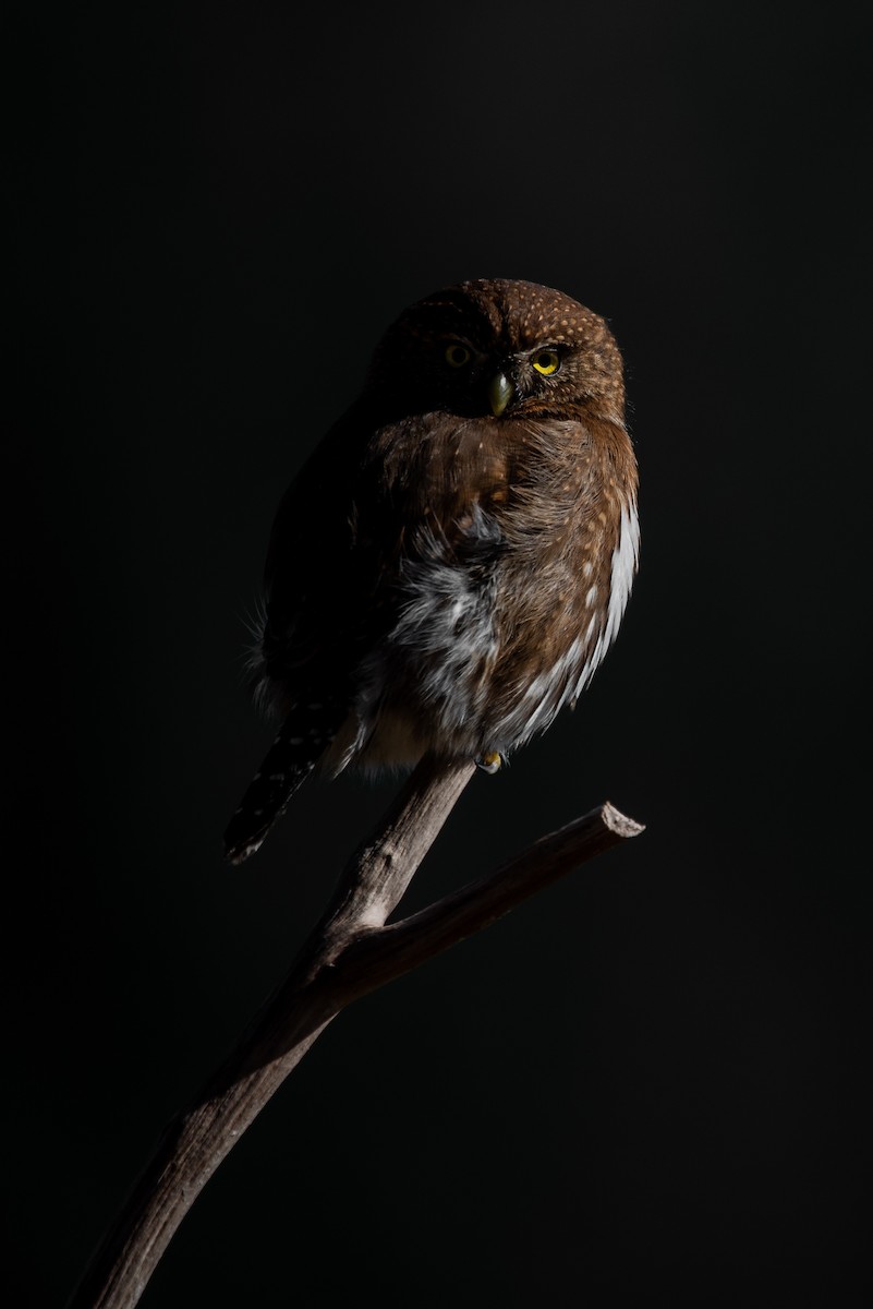 Northern Pygmy-Owl - ML415779631