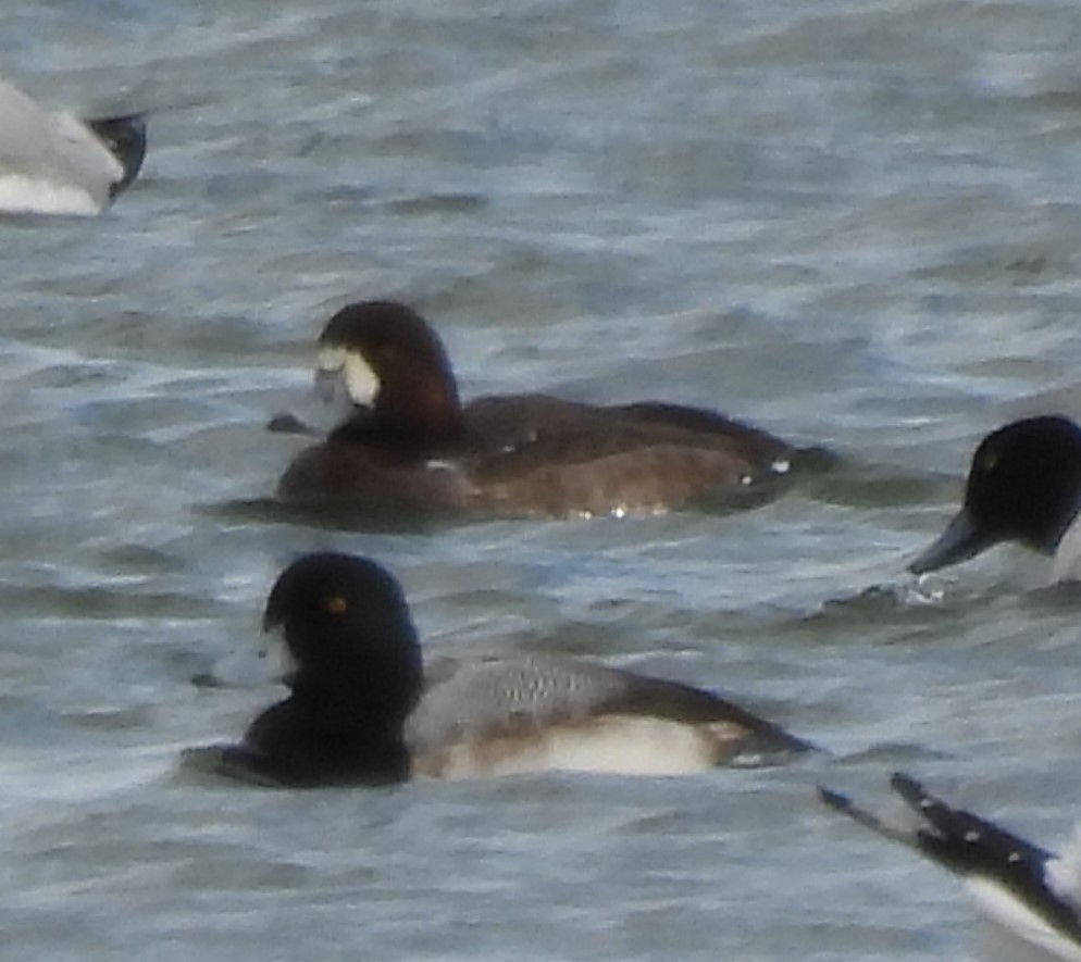 Greater Scaup - ML415783891
