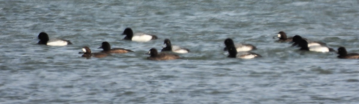Greater Scaup - ML415783911