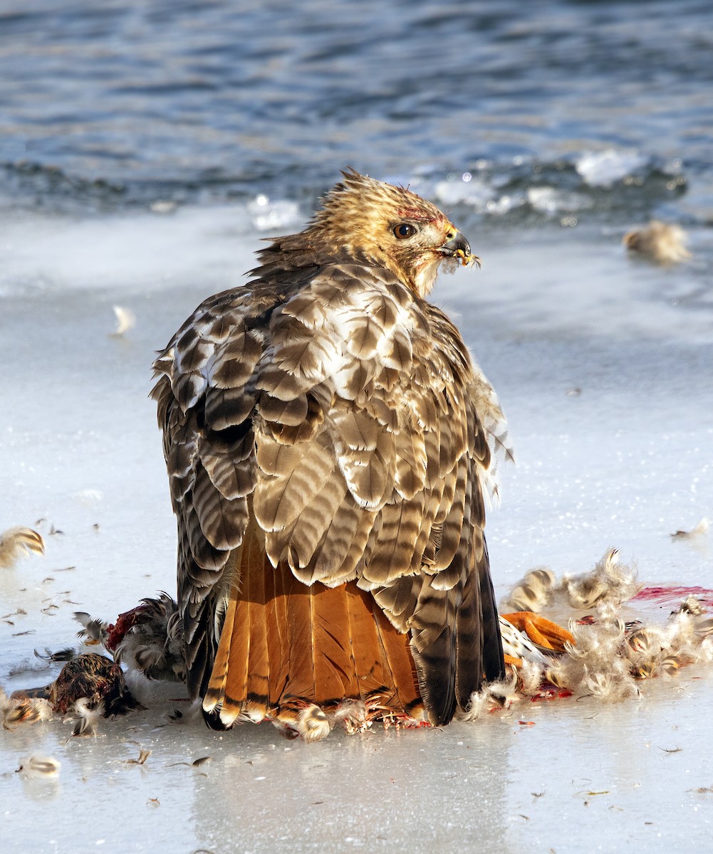 Red-tailed Hawk - ML415785021