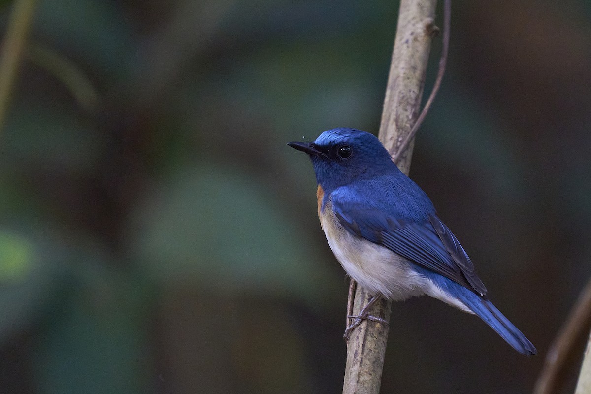 Blue-throated Flycatcher - Raghavendra  Pai