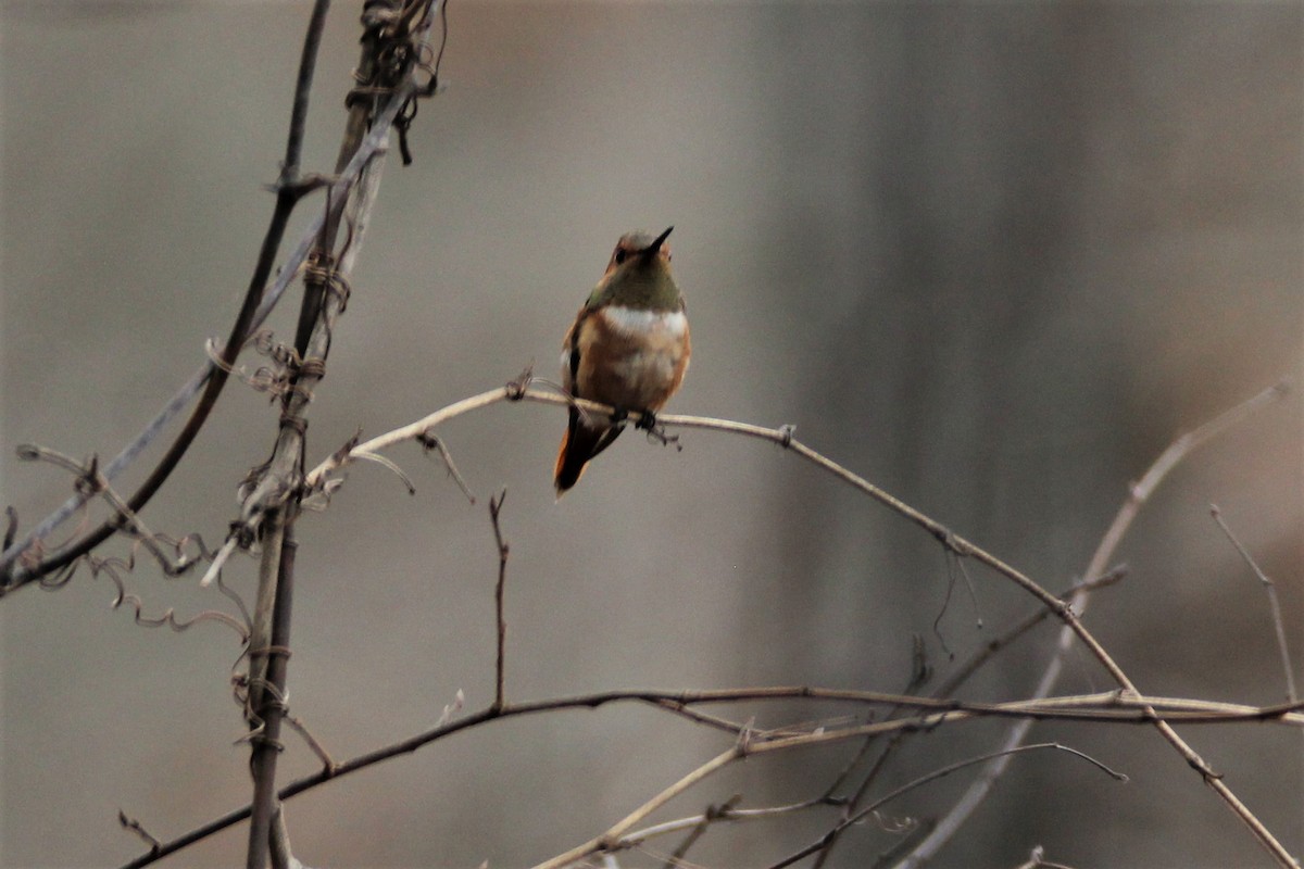Rufous Hummingbird - ML415787341
