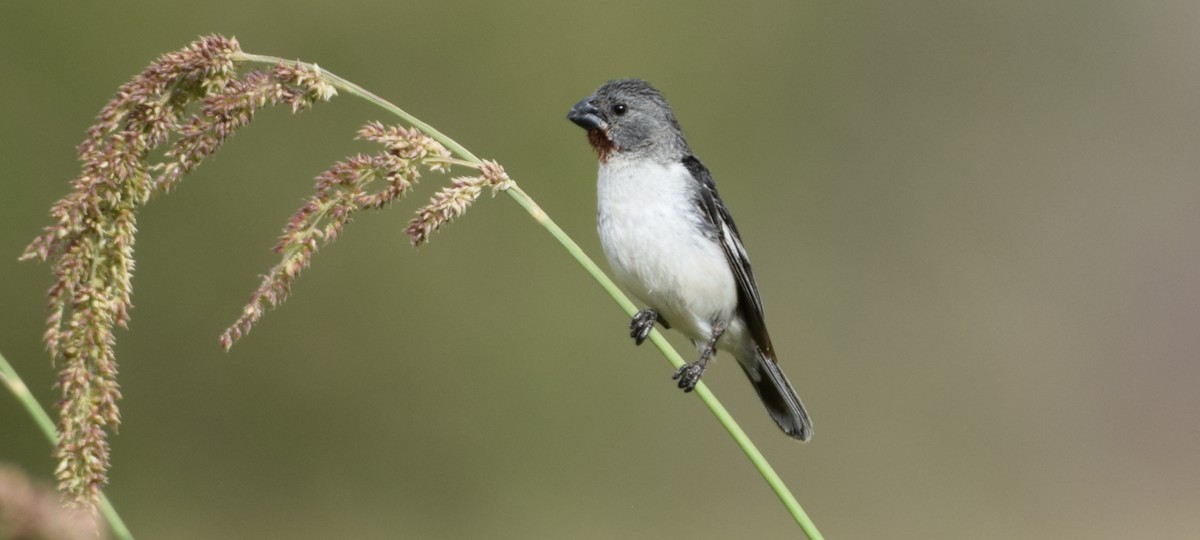 Chestnut-throated Seedeater - ML415787601