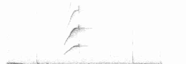 Копетон світлогорлий (підвид nuttingi/inquietus) - ML415799821