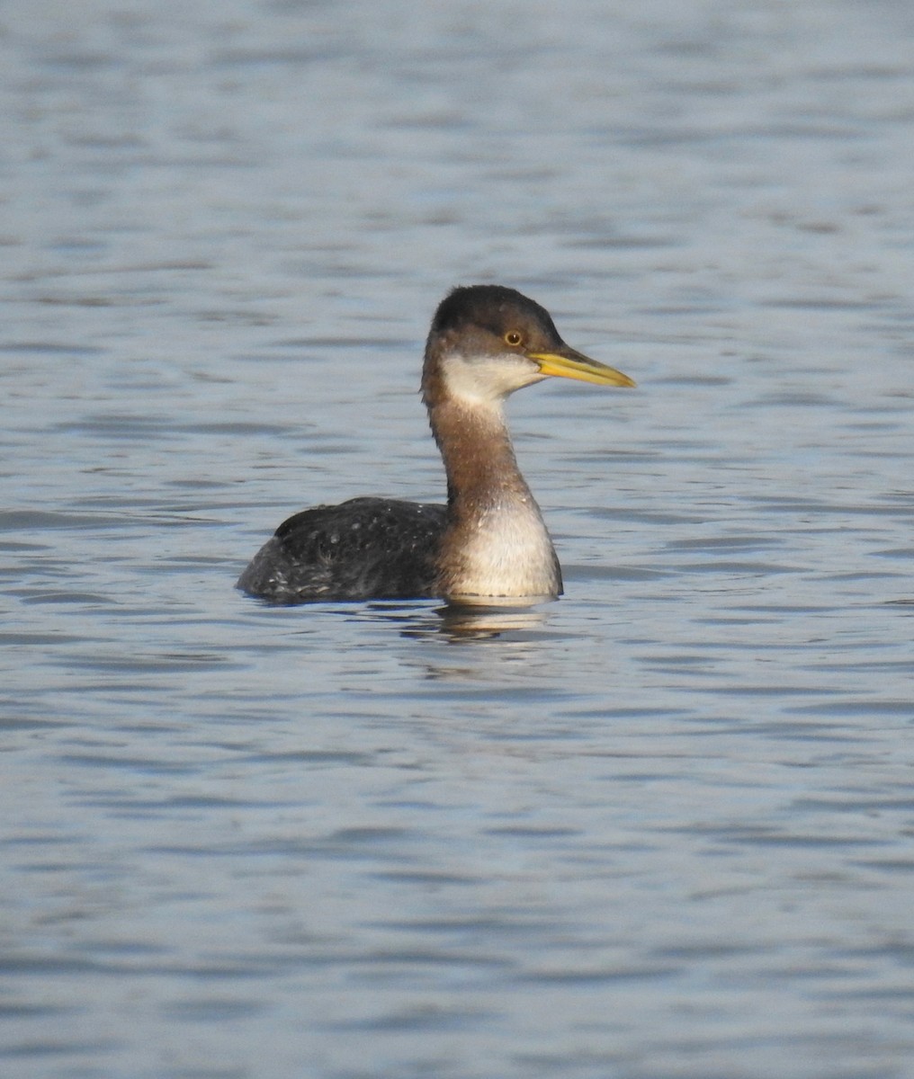 Red-necked Grebe - ML41580351