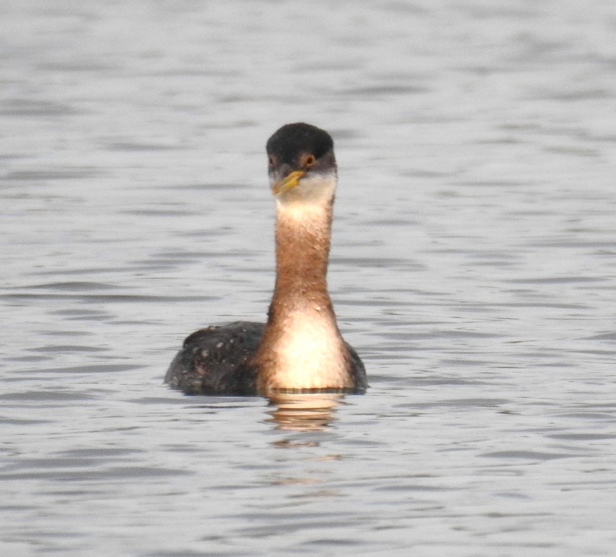 Red-necked Grebe - ML41580501