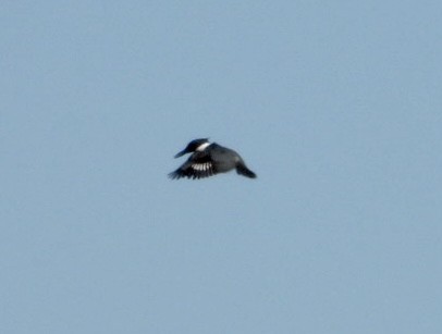 Belted Kingfisher - ML415806221