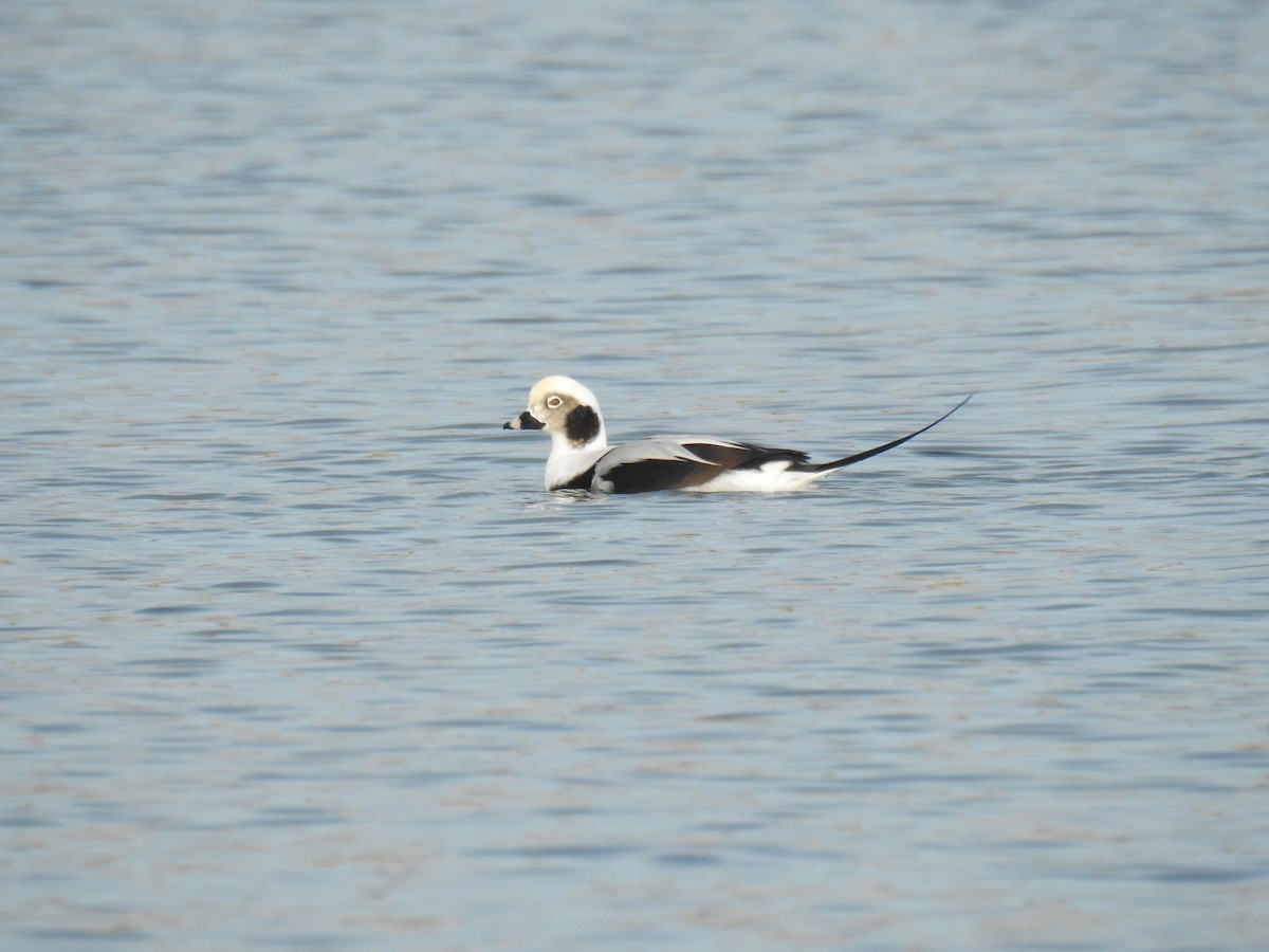 Long-tailed Duck - ML41580941