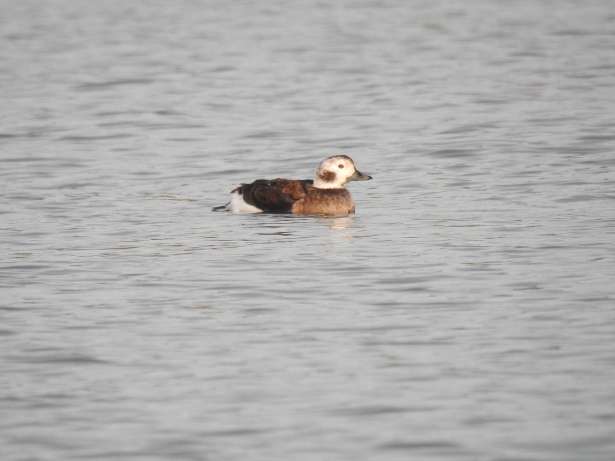 Long-tailed Duck - ML41581071