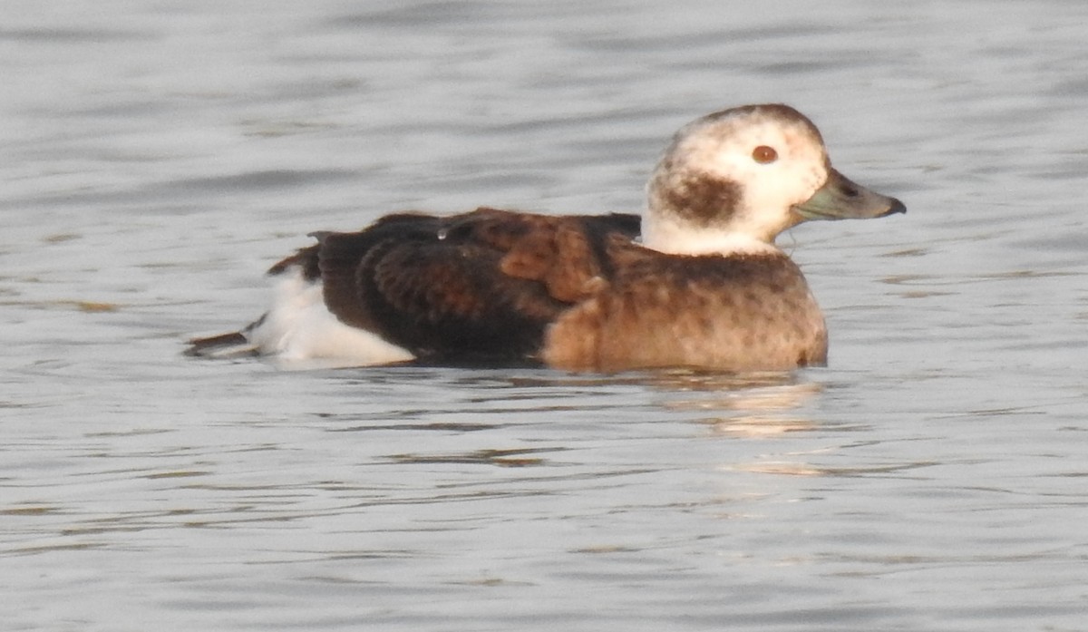 Long-tailed Duck - ML41581111