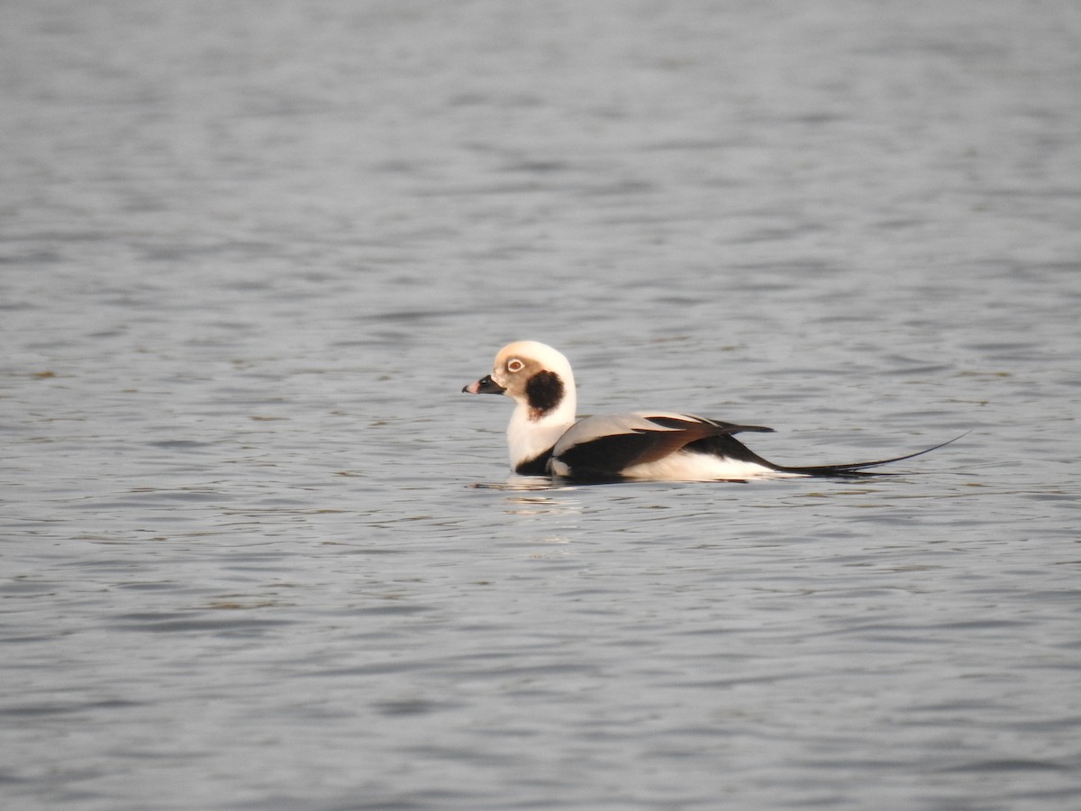 Long-tailed Duck - ML41581211