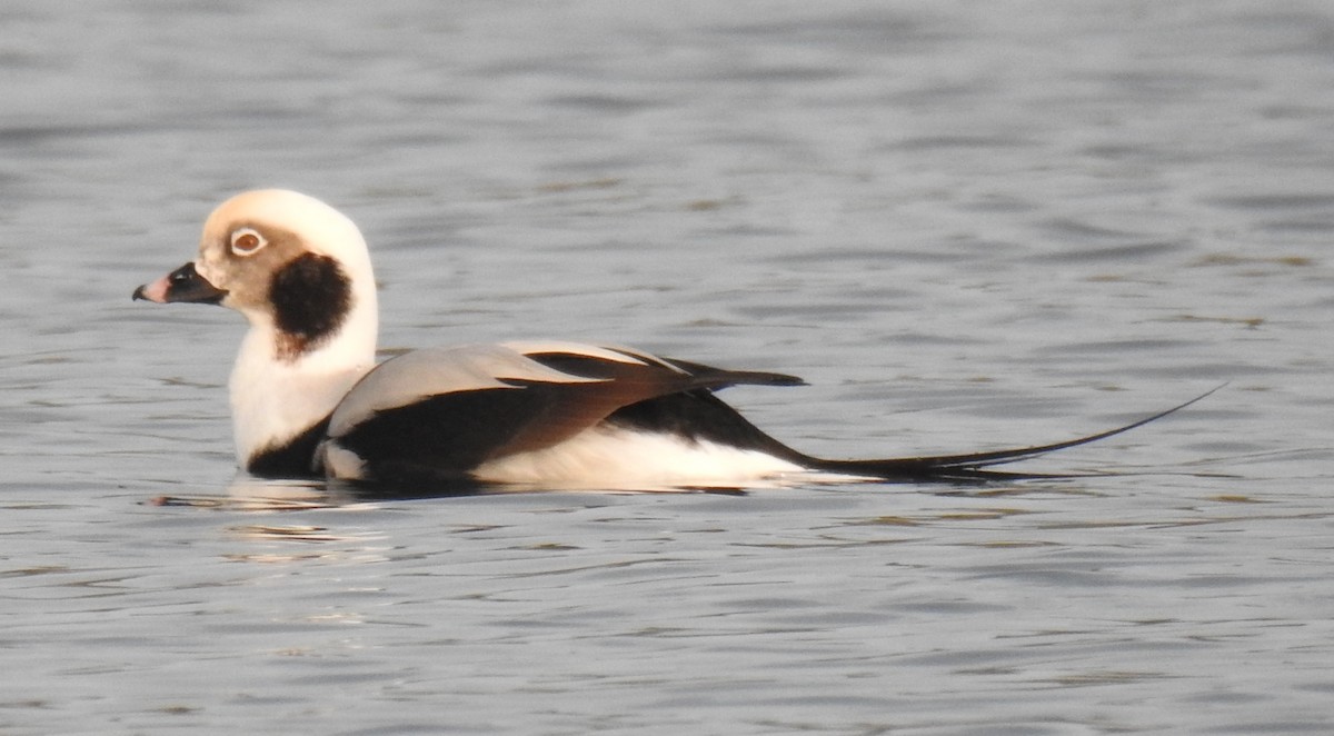 Long-tailed Duck - ML41581251