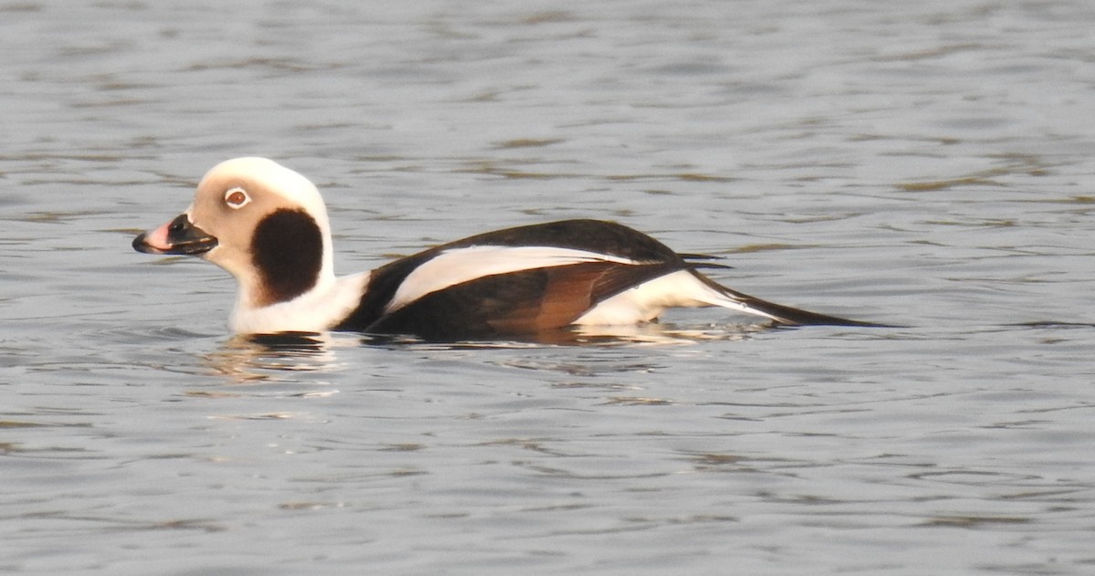 Long-tailed Duck - ML41581291