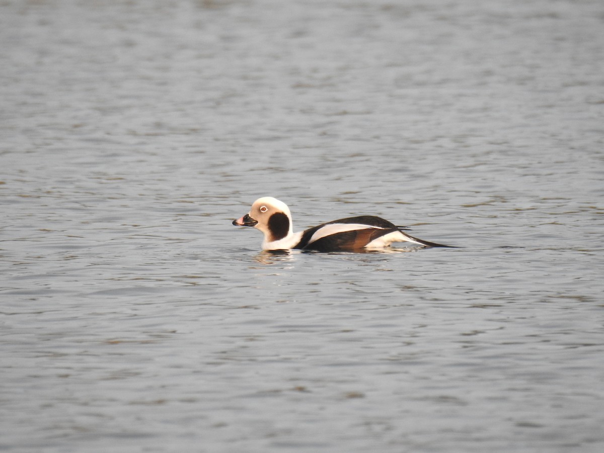 Long-tailed Duck - ML41581311