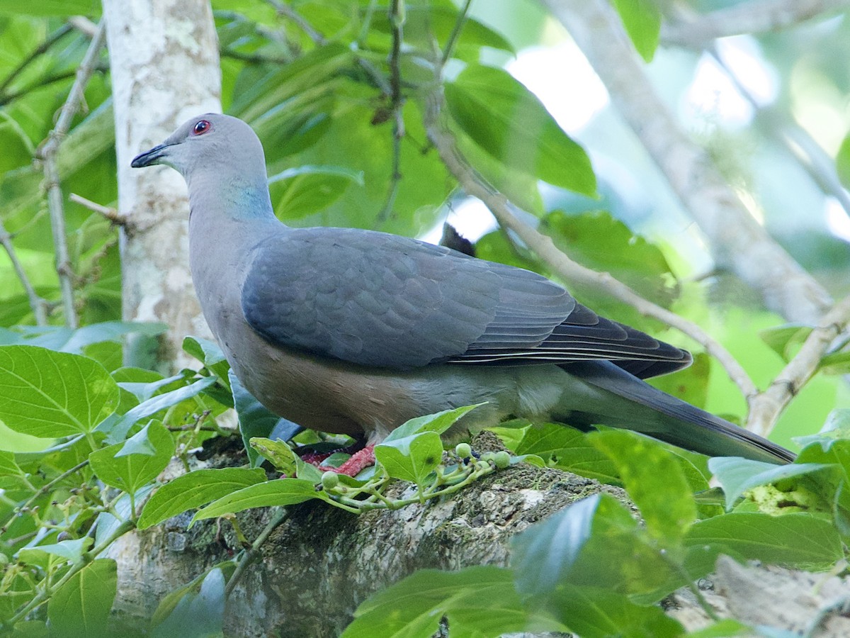 Pigeon de Jamaïque - ML415815101