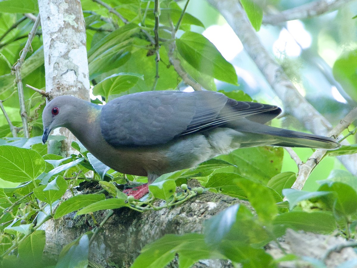 Pigeon de Jamaïque - ML415815111