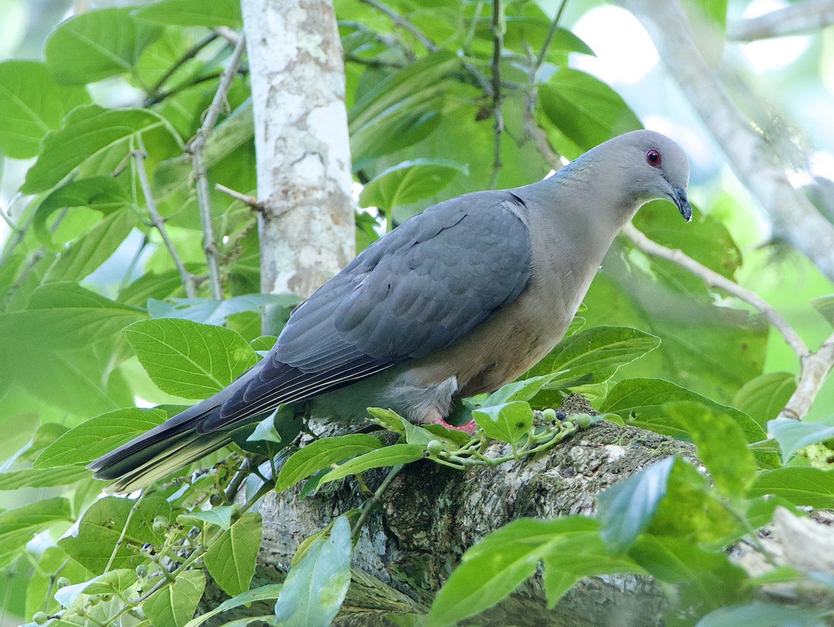 Ring-tailed Pigeon - ML415815121