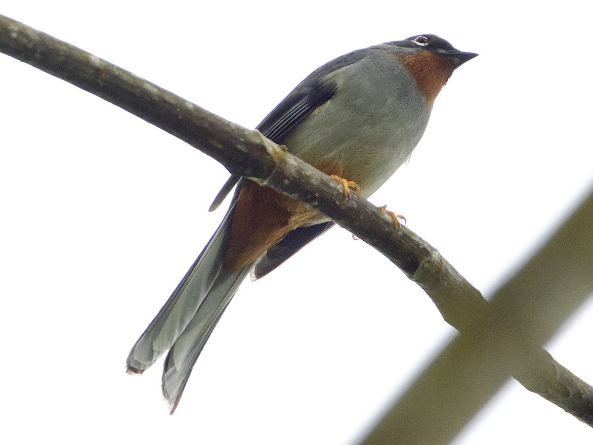 Rufous-throated Solitaire - Bobby Wilcox