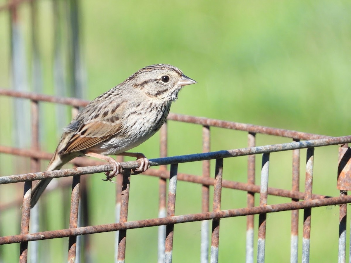 Lincoln's Sparrow - Long-eared Owl