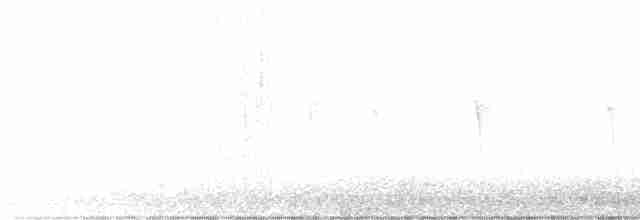 Weißbauch-Phoebetyrann - ML415828731