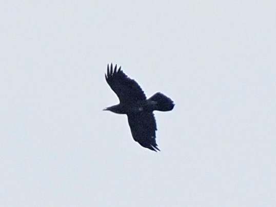 Common Raven - ML415833071