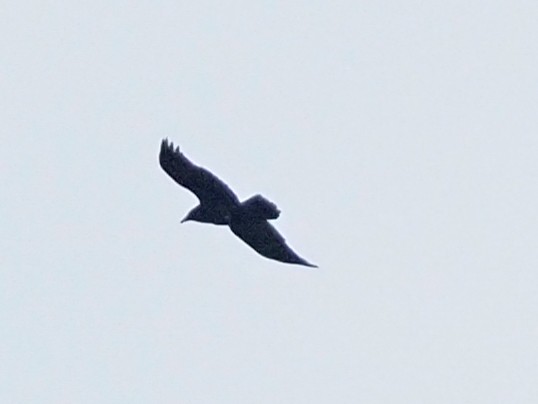 Common Raven - ML415833081
