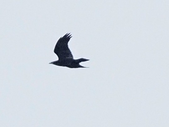 Common Raven - ML415833091