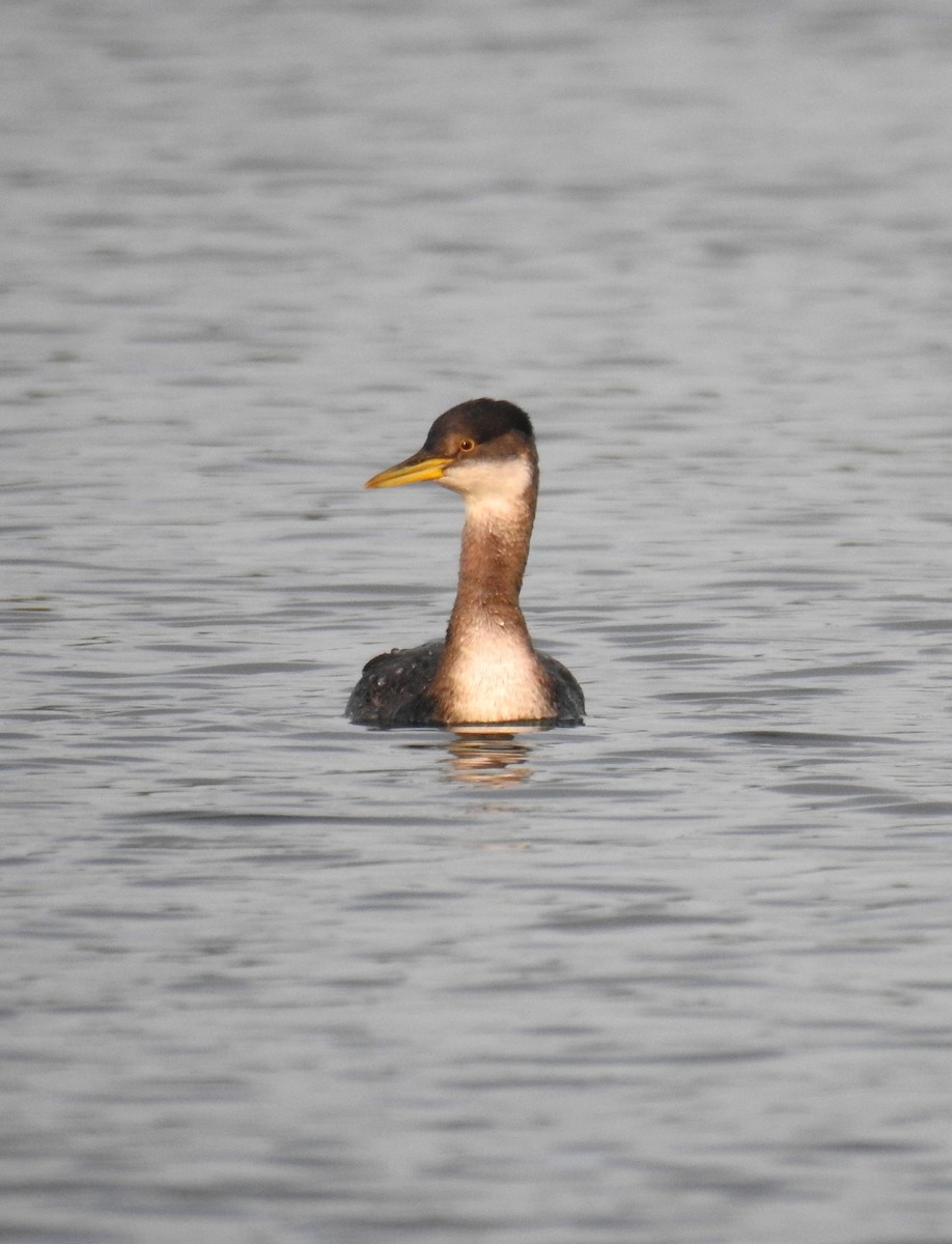 Red-necked Grebe - ML41584431