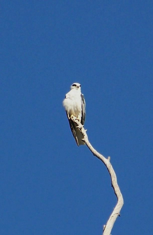 White-tailed Kite - ML41584471