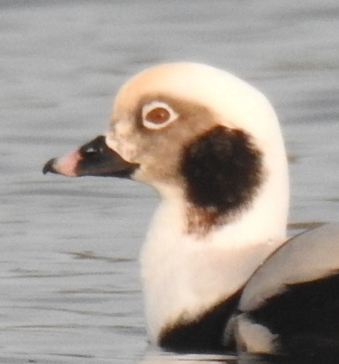 Long-tailed Duck - ML41584501