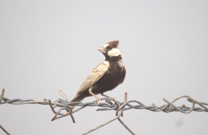 Black-crowned Sparrow-Lark - ML41584541