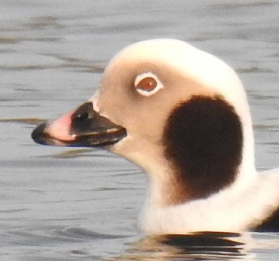 Long-tailed Duck - ML41584551