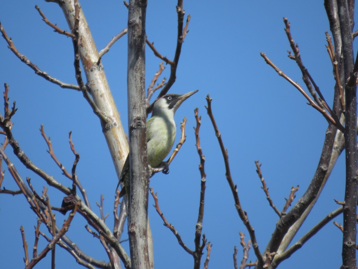 Eurasian Green Woodpecker (Eurasian) - ML415846411
