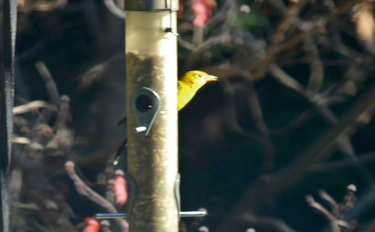 Western Tanager - Mary Coker
