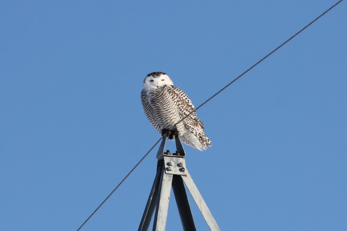 Snowy Owl - ML415851811