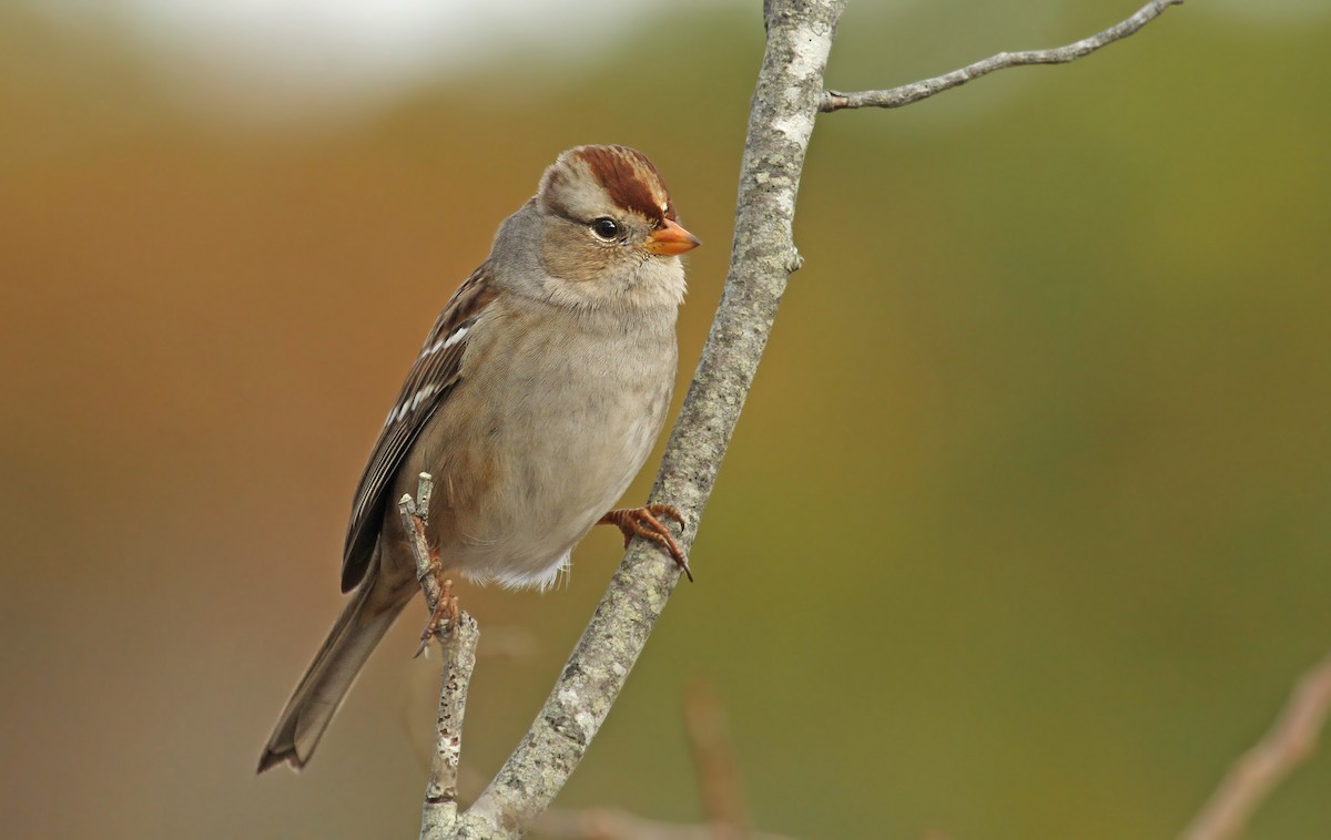 White-crowned Sparrow (Gambel's) - Ryan Schain